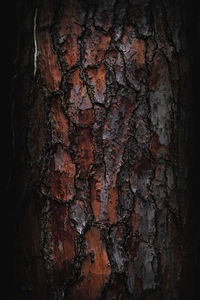 Full frame shot of tree trunk