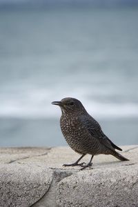 Close-up of bird perching on rock by sea