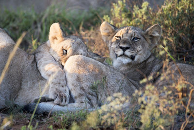 Lions relaxing on field