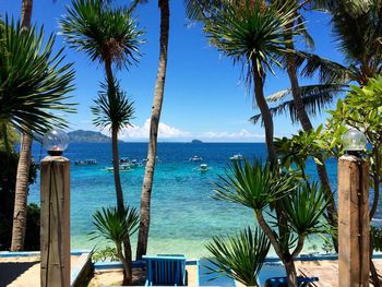 Palm trees on beach against blue sky