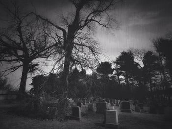 Bare trees against sky