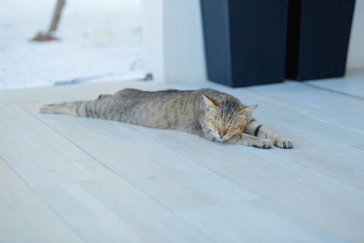 Cat sleeping on floor