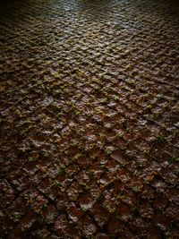 Reflection of trees in water