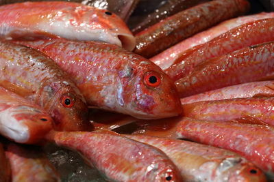 Close-up of fish in container