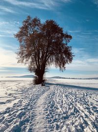 Tree on snow covered field against sky