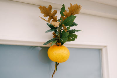 Low angle view of fruit on wall