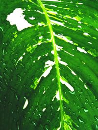 Close-up of raindrops on leaves