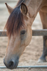 Close-up of horse in ranch