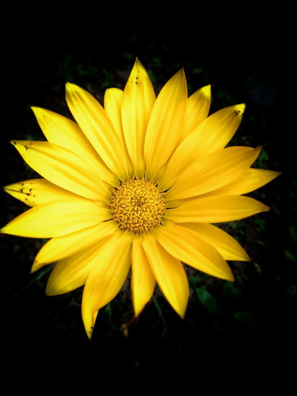 CLOSE-UP OF YELLOW ROSE FLOWER