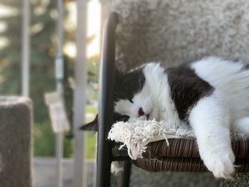 White cat sleeping on seat