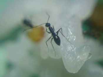 Close-up of insect on flower