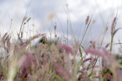 Close-up of purple flowering plants on field