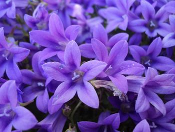 Close-up of purple flower