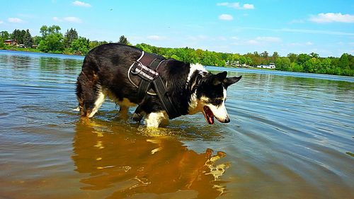 Dog on rock in lake against sky