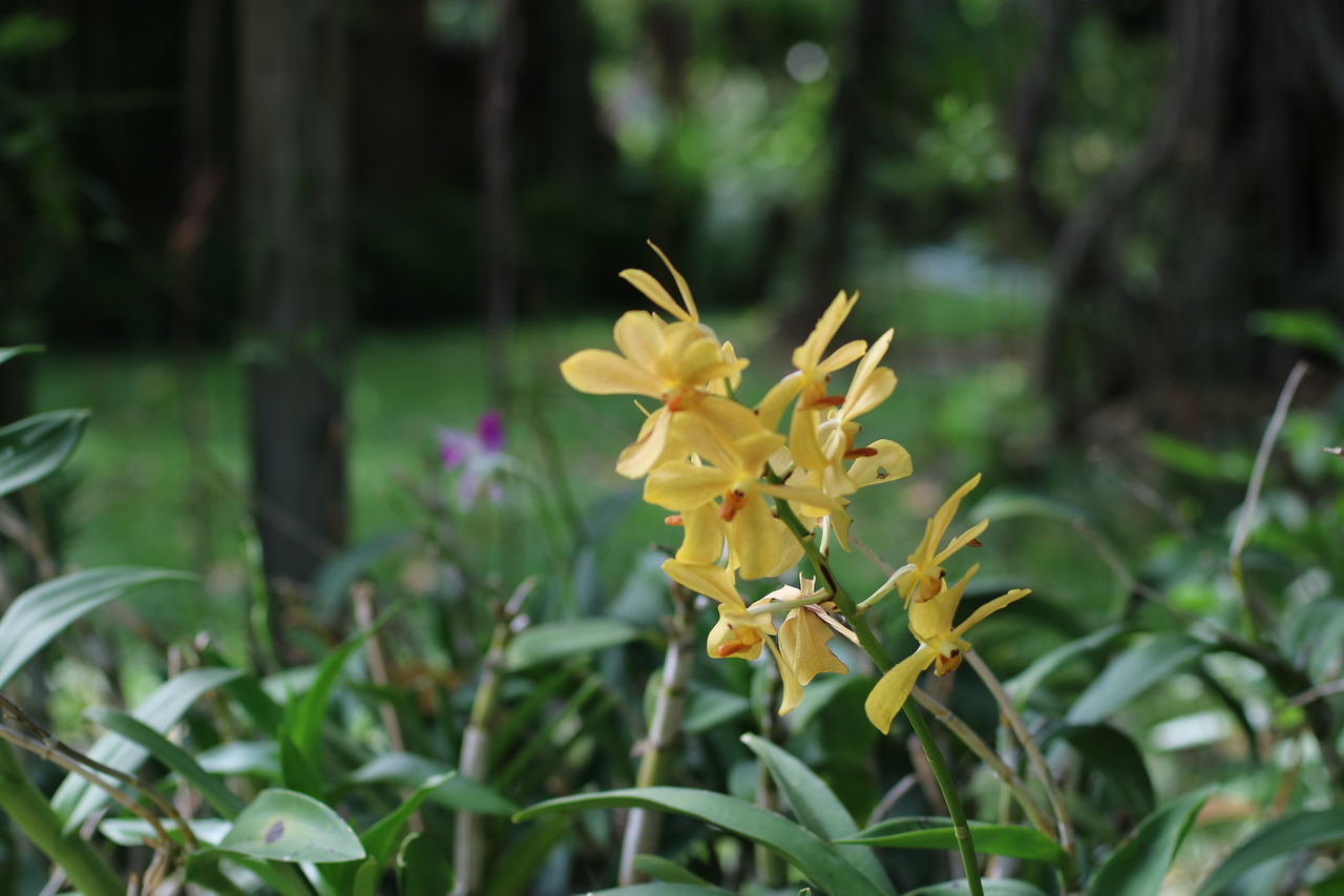 CLOSE-UP OF YELLOW FLOWER