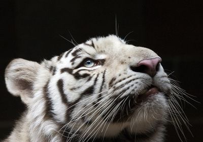 Close-up portrait of tger against black background