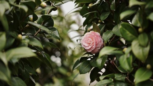 Close-up of red flowering plant