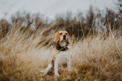 Portrait of dog on field