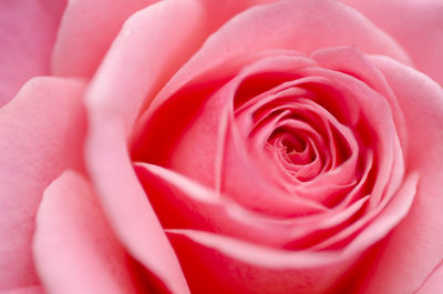 Close-up of pink rose