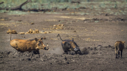 Warthogs running on land