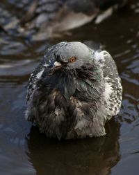 High angle view of duck in lake