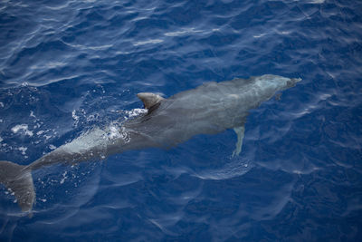 Dolphins at the coast of maui, hawaii