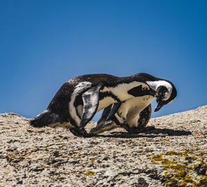 High angle view of penguin on rock against clear blue sky