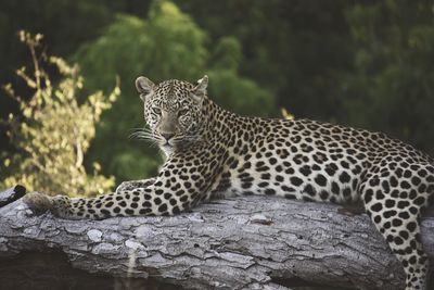 Portrait of leopard relaxing on fallen tree
