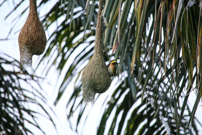 Low angle view of bird perching on tree