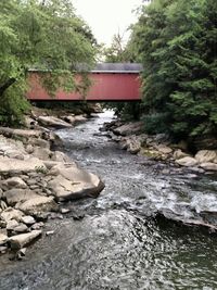 Scenic view of river amidst trees