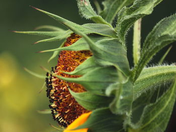 Close-up of lizard on sunflower