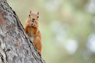 Low angle view of squirrel on tree