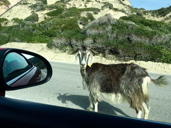 Goat standing on road seen through car window
