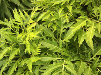 Full frame shot of fresh green leaves