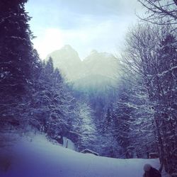 Snow covered land and trees against sky