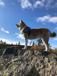 Low angle view of dog standing on rock against sky