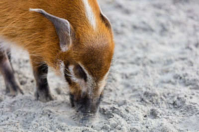 Close-up of orange pig