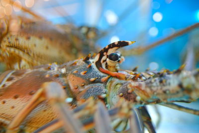 Close-up of insect on leaf