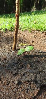 Close-up of plant growing on field