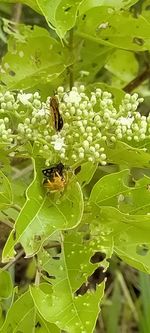 Close-up of bee pollinating flower