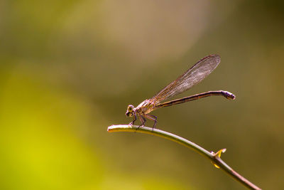 Close-up of dragonfly on twig