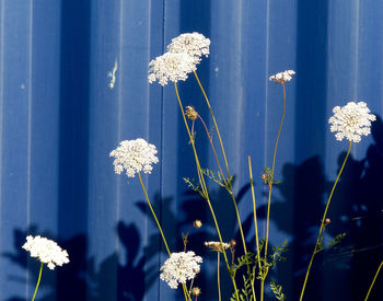 Close-up of white flowers blooming in park