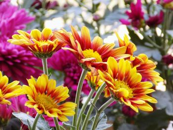 Close-up of flowers