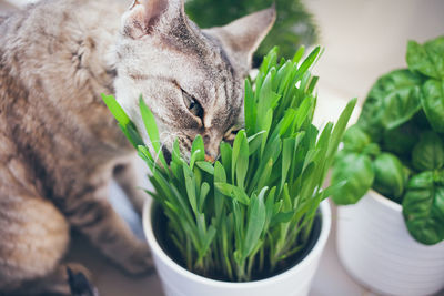 Close-up of a cat