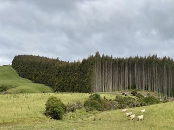 Scenic view of grassy field against sky