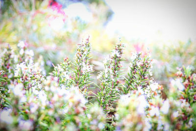 Close-up of pink flowering plants on field