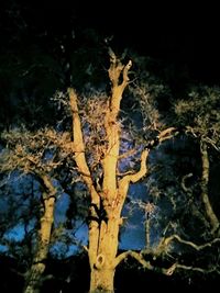 Low angle view of tree trunk at night