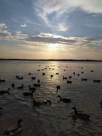 Birds in sea at sunset