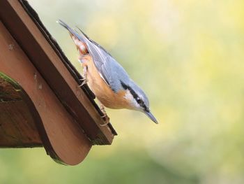 Close-up of nuthatch perching on roof