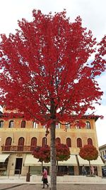 Low angle view of tree by building against sky